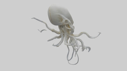 Squid Skeleton model 3D model