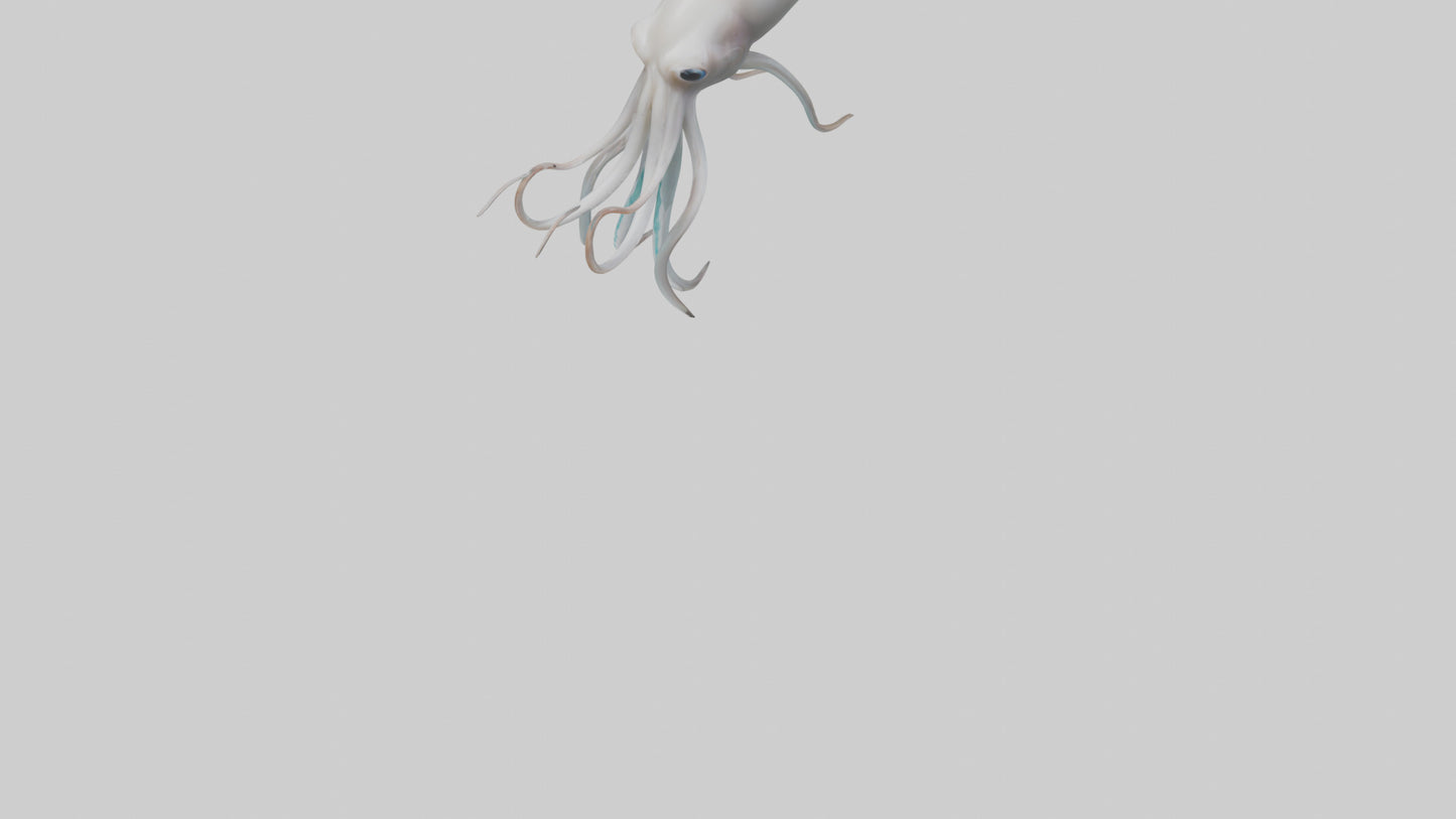 Squid swimming model 3D model