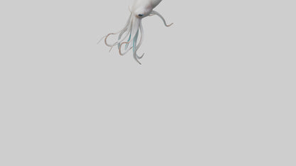 Squid swimming model 3D model