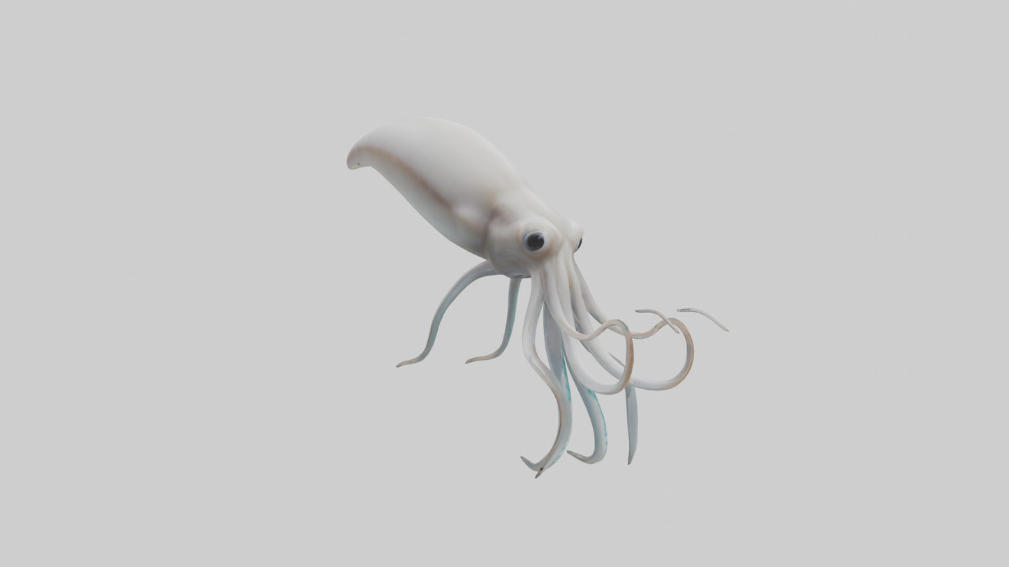 Squid swimming model 3D model