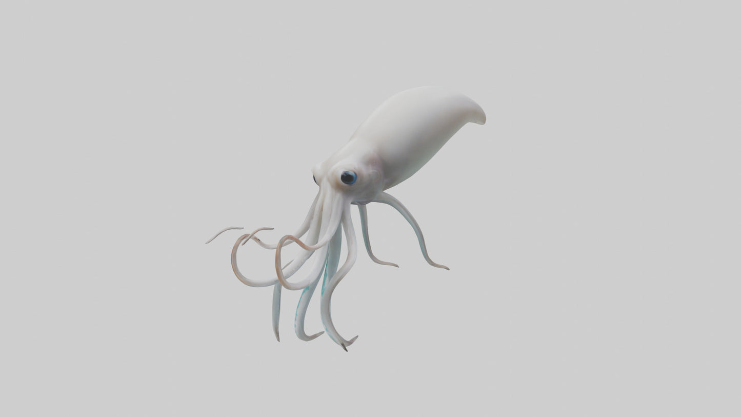 Squid swimming model 3D model