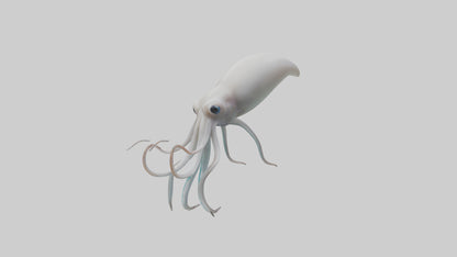 Squid swimming model 3D model