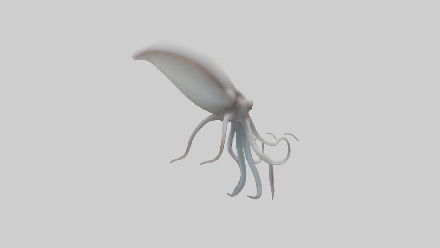 Squid swimming model 3D model