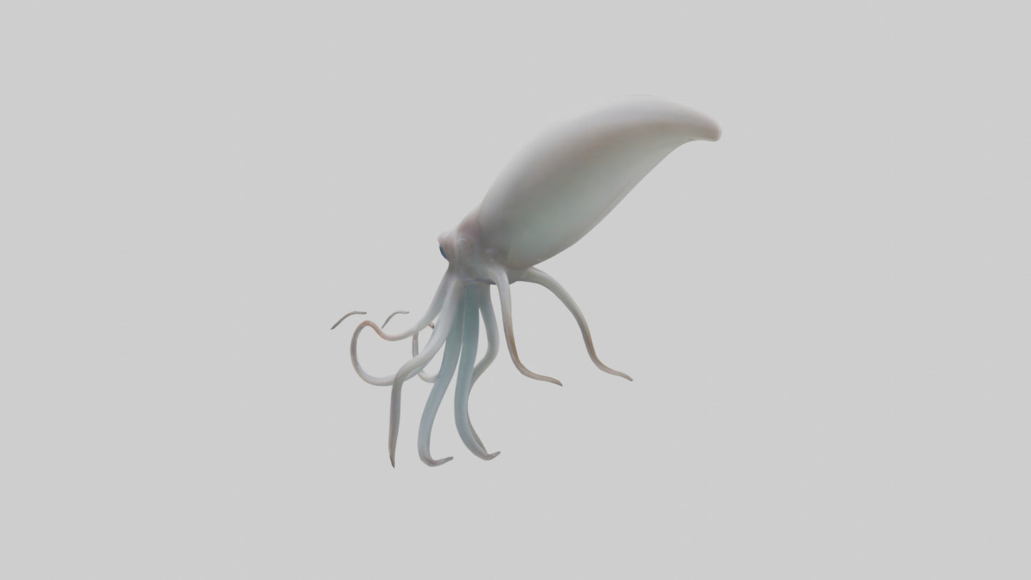 Squid swimming model 3D model