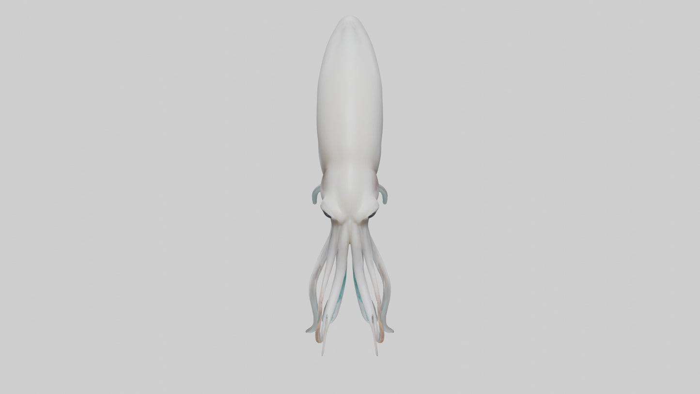 Squid swimming model 3D model