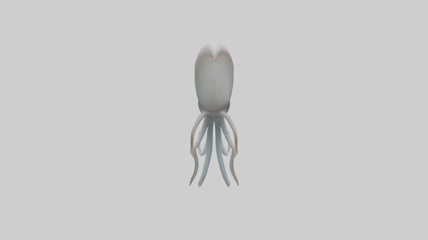 Squid swimming model 3D model
