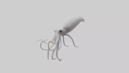 Squid swimming model 3D model
