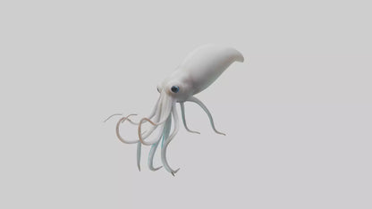Squid swimming model 3D model