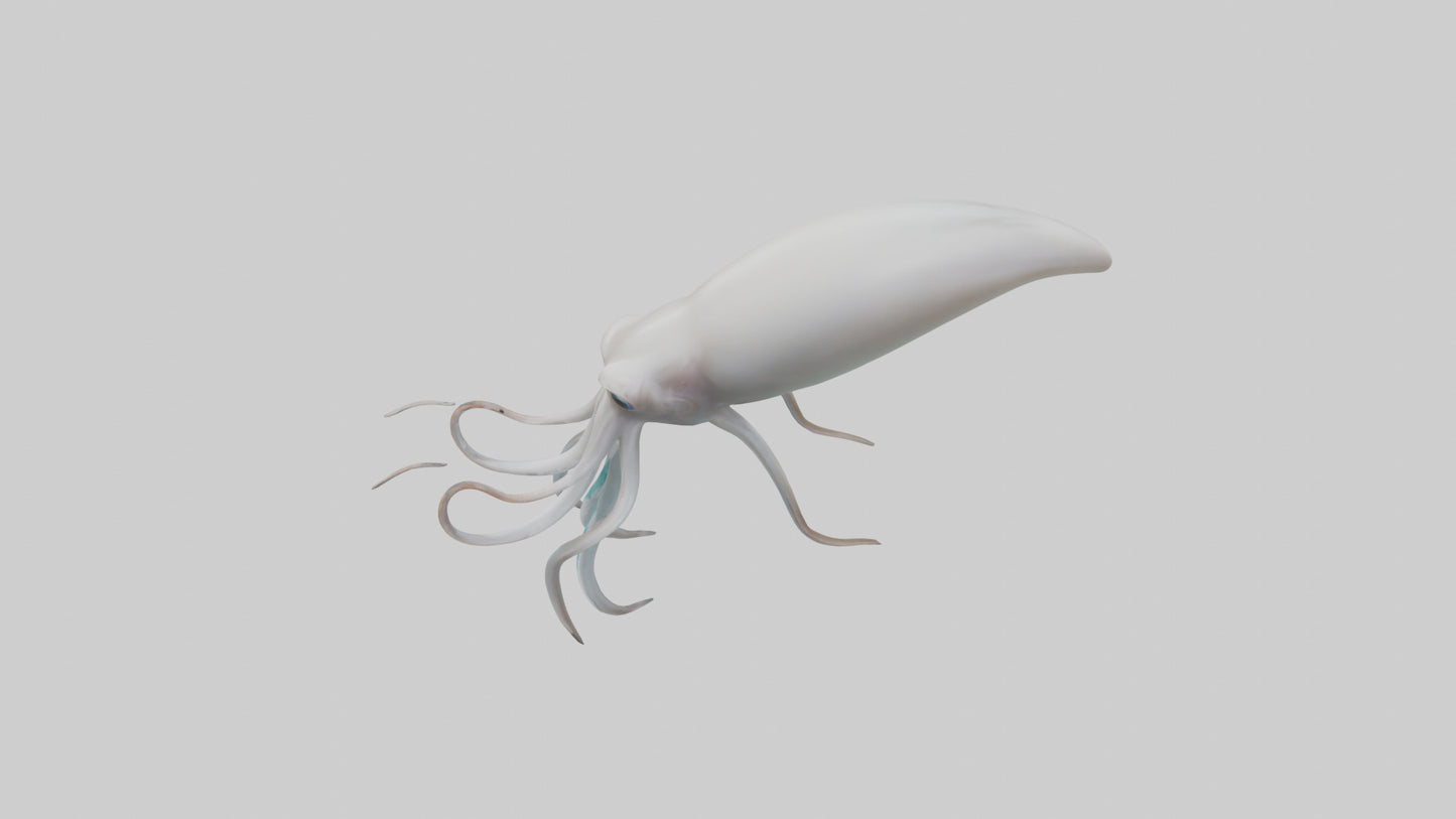 Squid swimming model 3D model