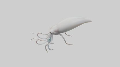 Squid swimming model 3D model