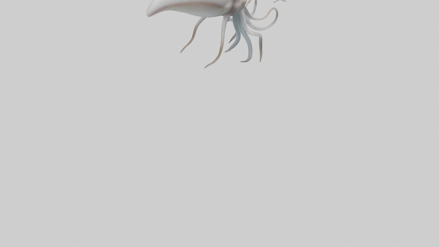 Squid swimming model 3D model