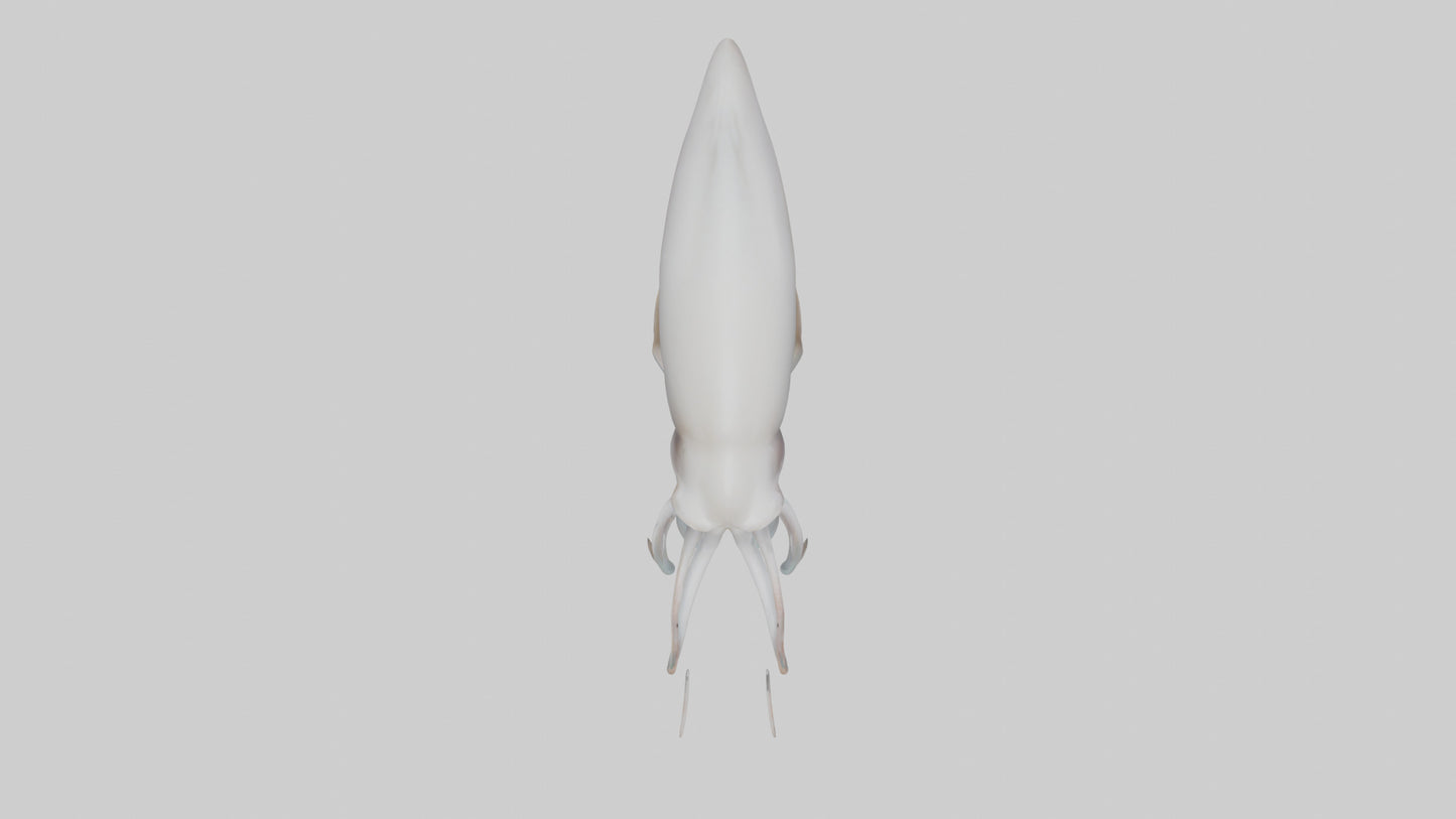 Squid swimming model 3D model