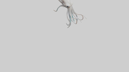 Squid swimming model 3D model