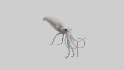 Squid swimming model 3D model