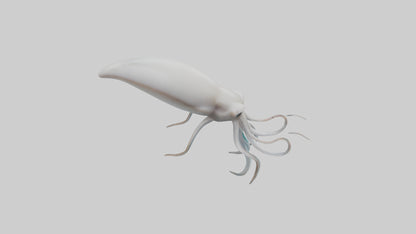 Squid swimming model 3D model