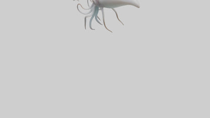 Squid swimming model 3D model