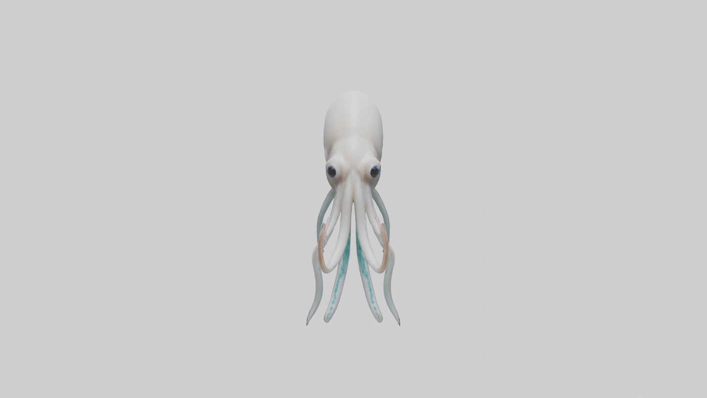 Squid swimming model 3D model