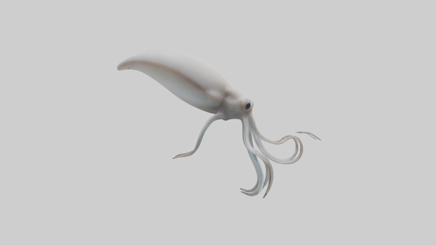 Squid swimming model 3D model