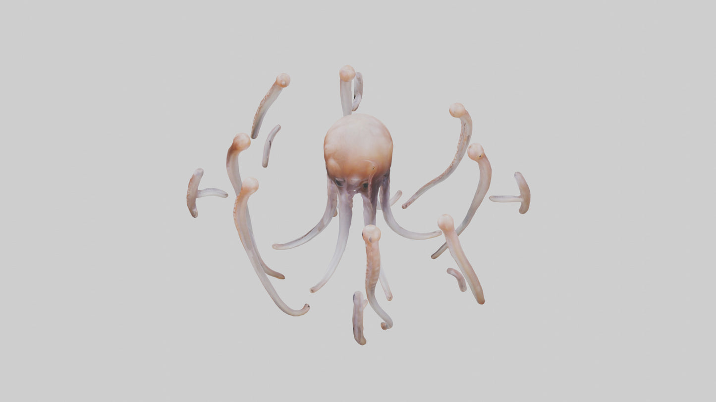 Squid Tentacles 3D model