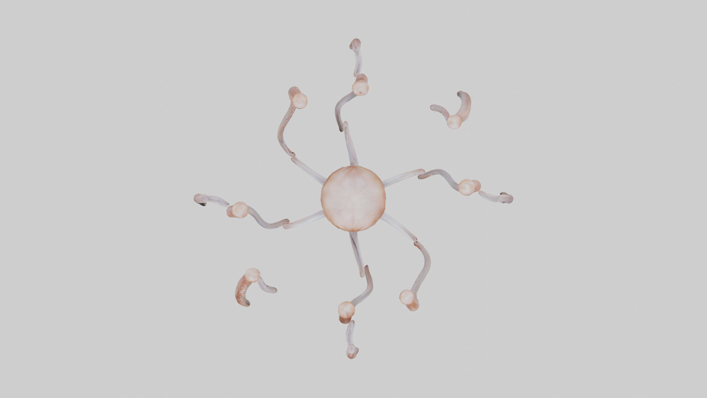 Squid Tentacles 3D model