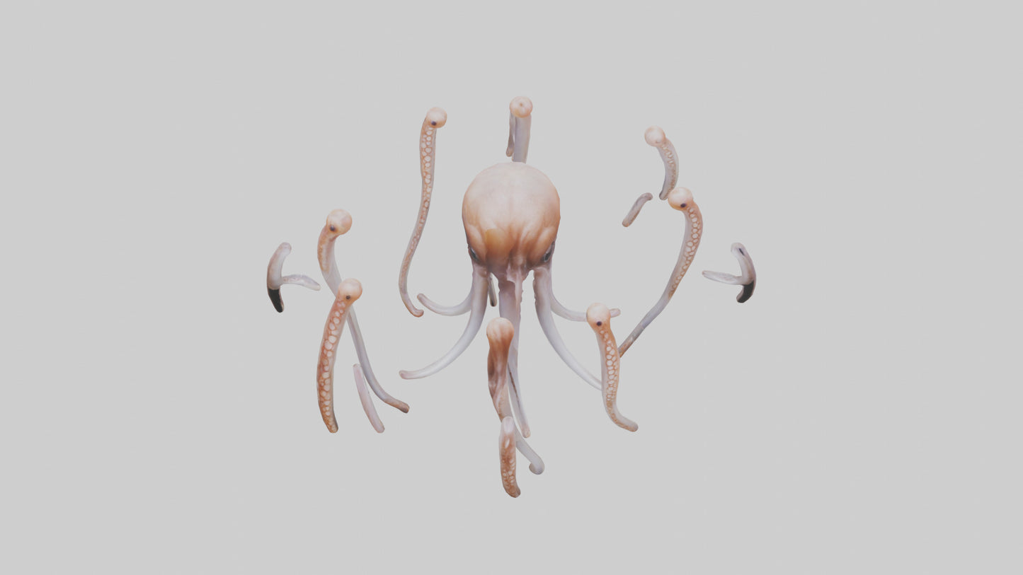 Squid Tentacles 3D model