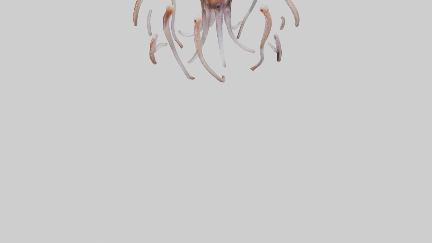 Squid Tentacles 3D model