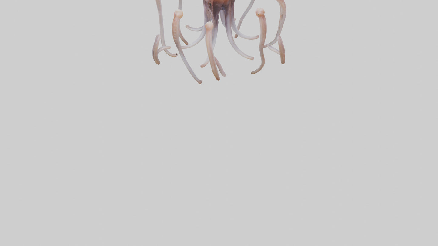 Squid Tentacles 3D model