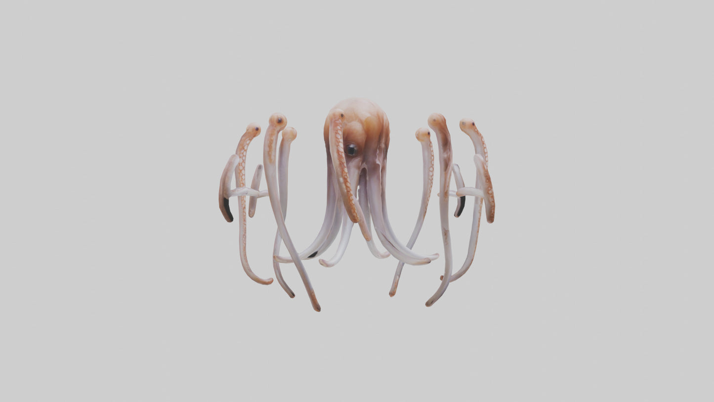 Squid Tentacles 3D model