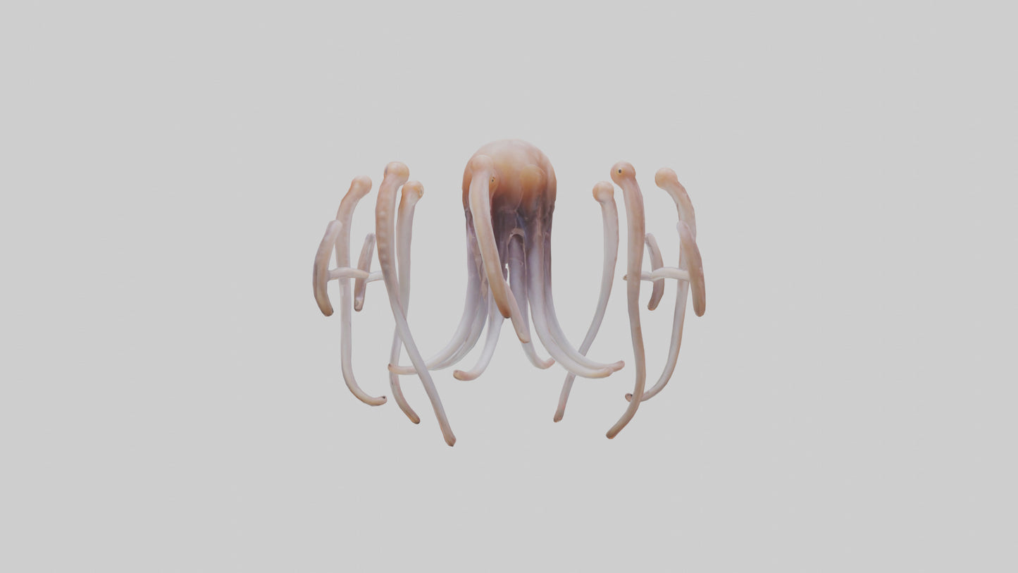 Squid Tentacles 3D model