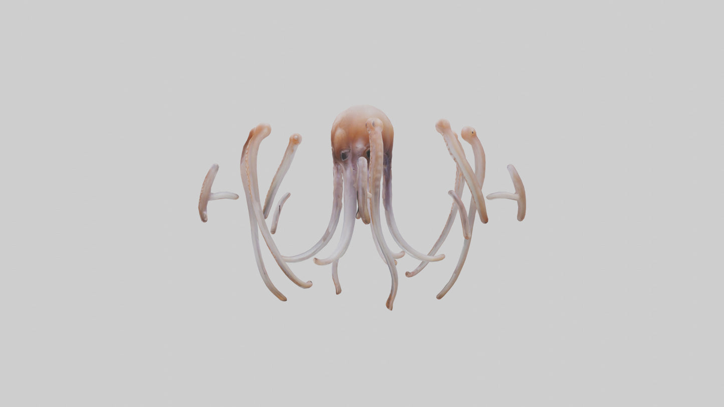 Squid Tentacles 3D model