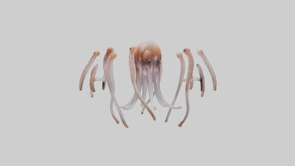 Squid Tentacles 3D model