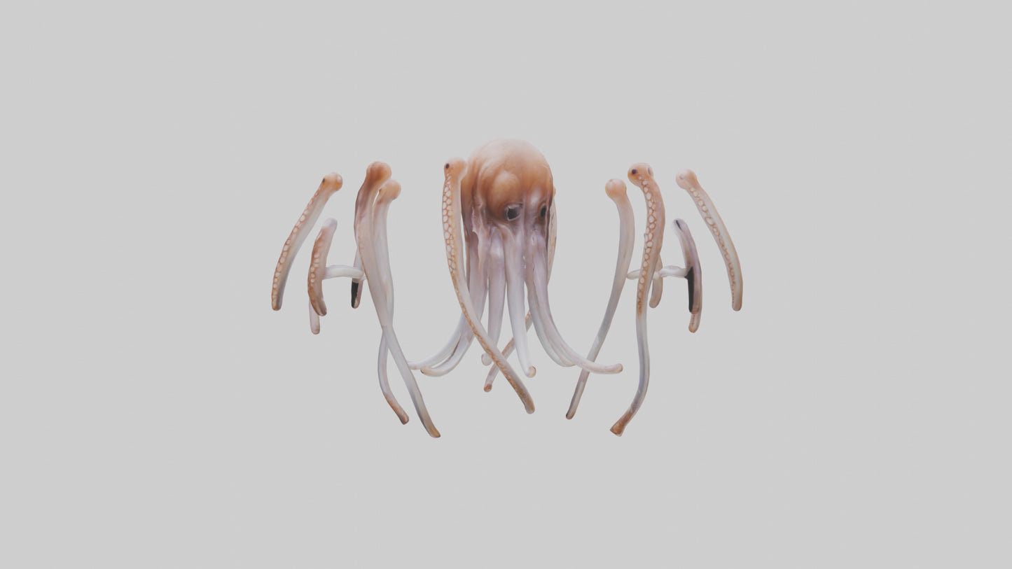 Squid Tentacles 3D model