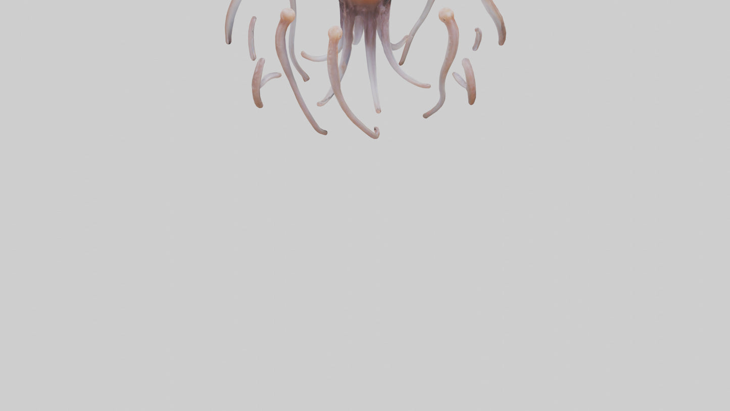Squid Tentacles 3D model