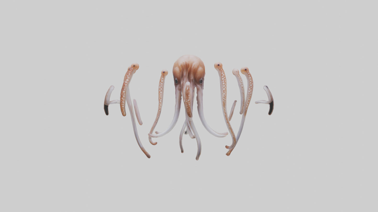 Squid Tentacles 3D model