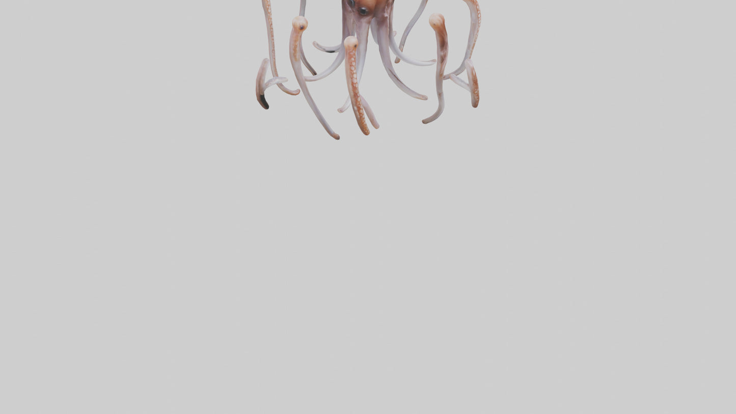 Squid Tentacles 3D model