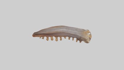 Squirrel Rib 3D model