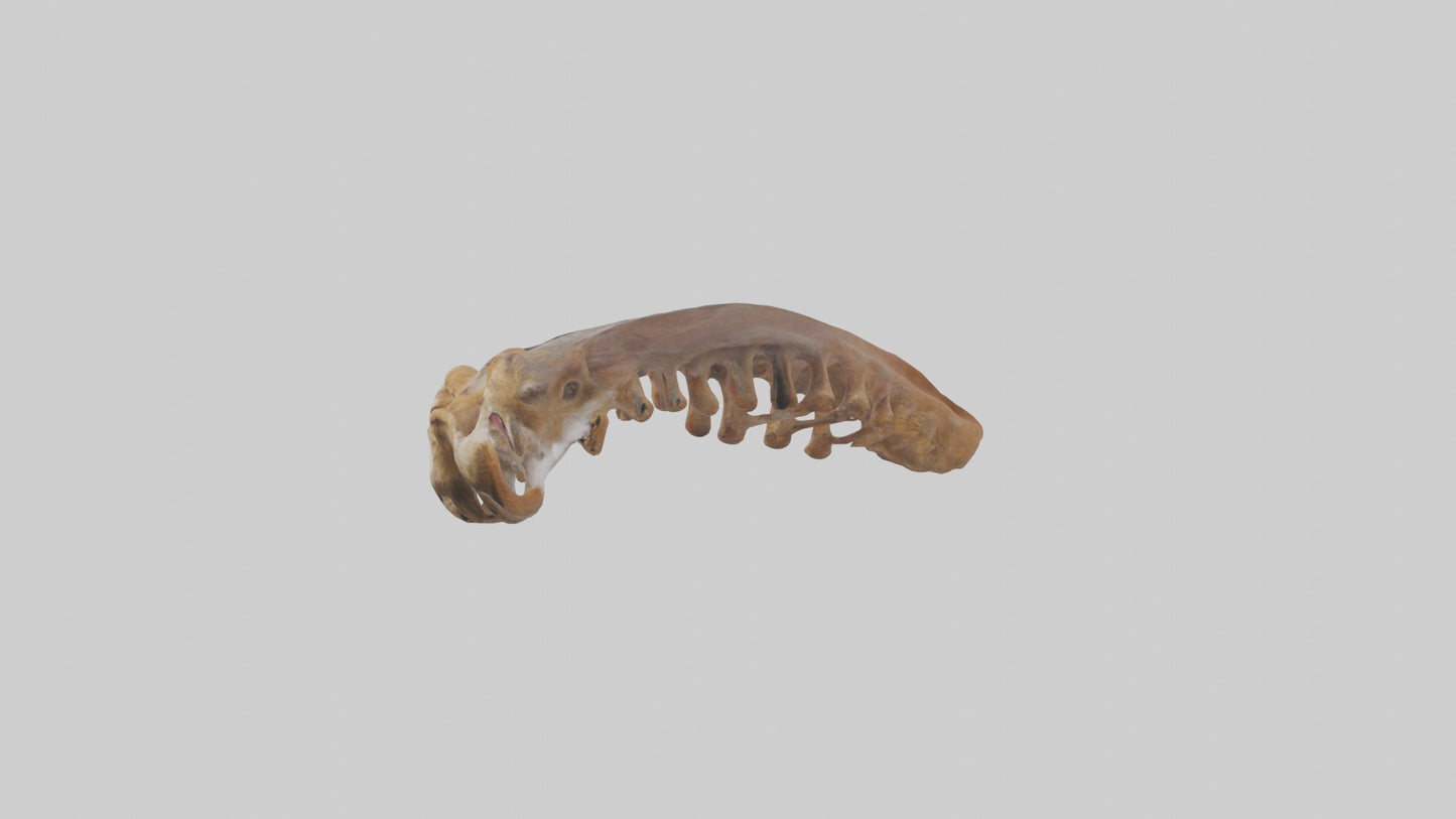 Squirrel Rib 3D model