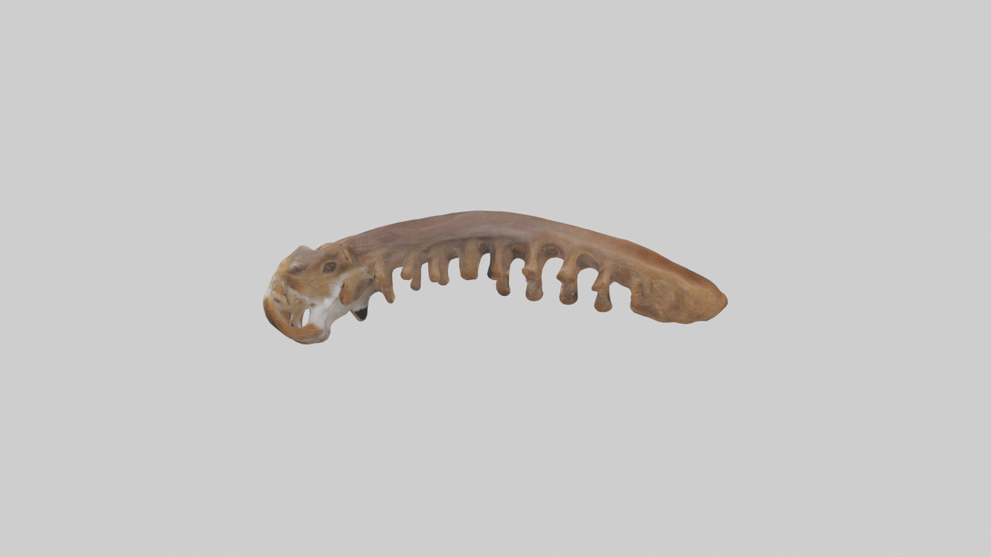 Squirrel Rib 3D model