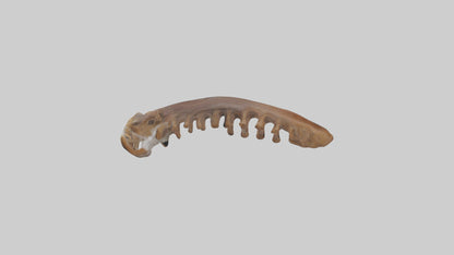 Squirrel Rib 3D model