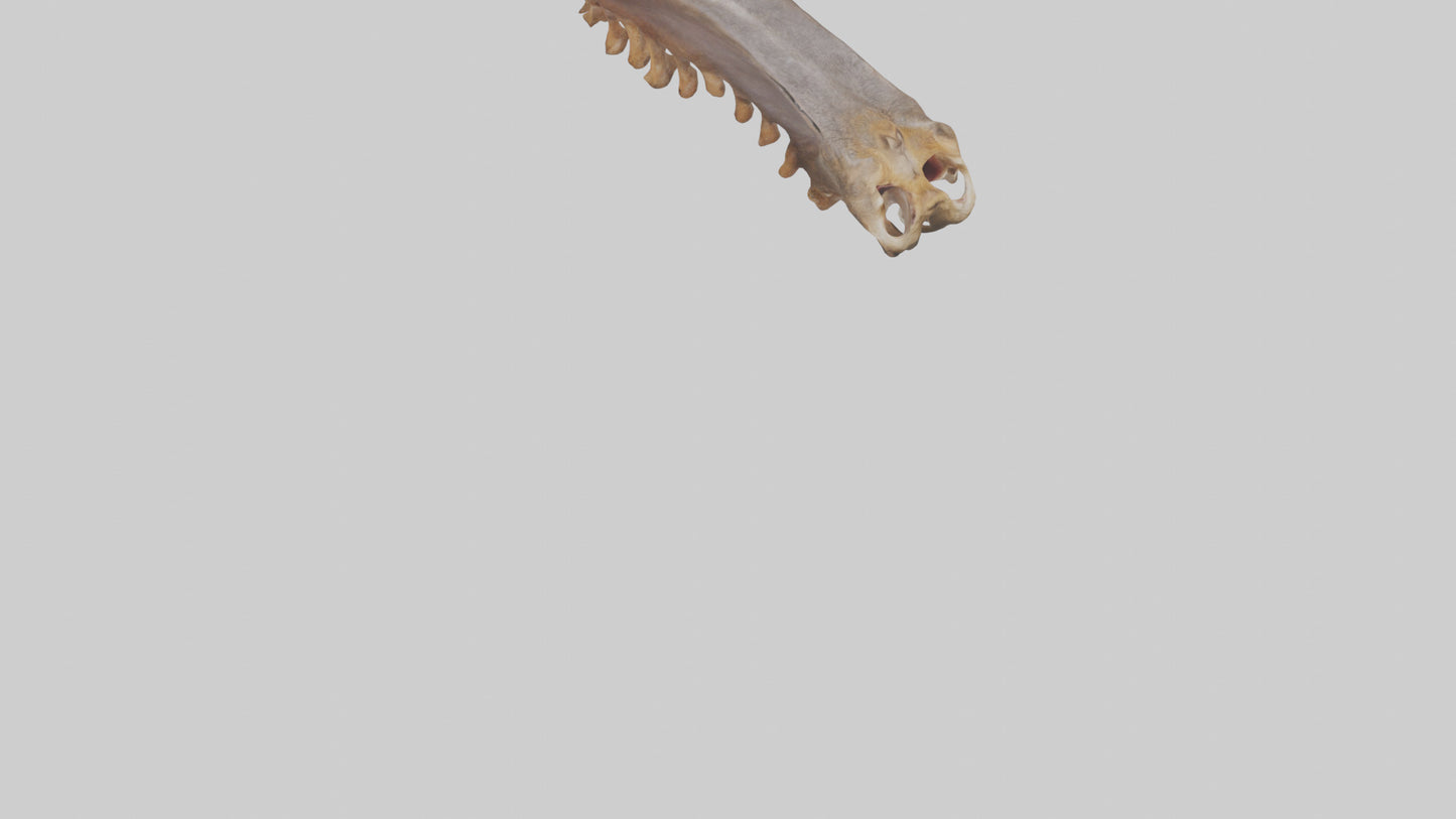 Squirrel Rib 3D model