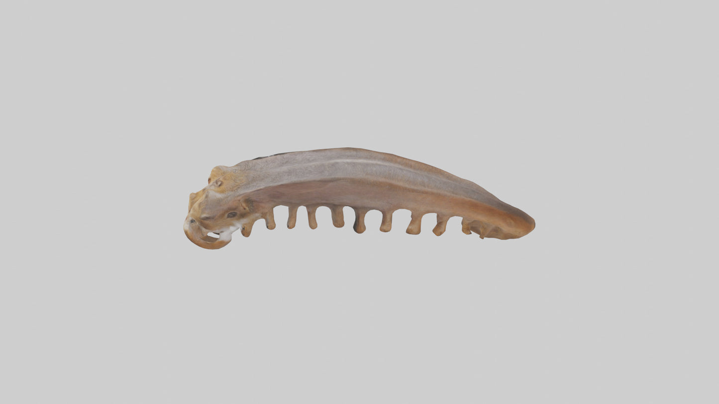 Squirrel Rib 3D model