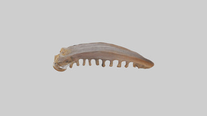 Squirrel Rib 3D model