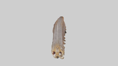 Squirrel Rib 3D model