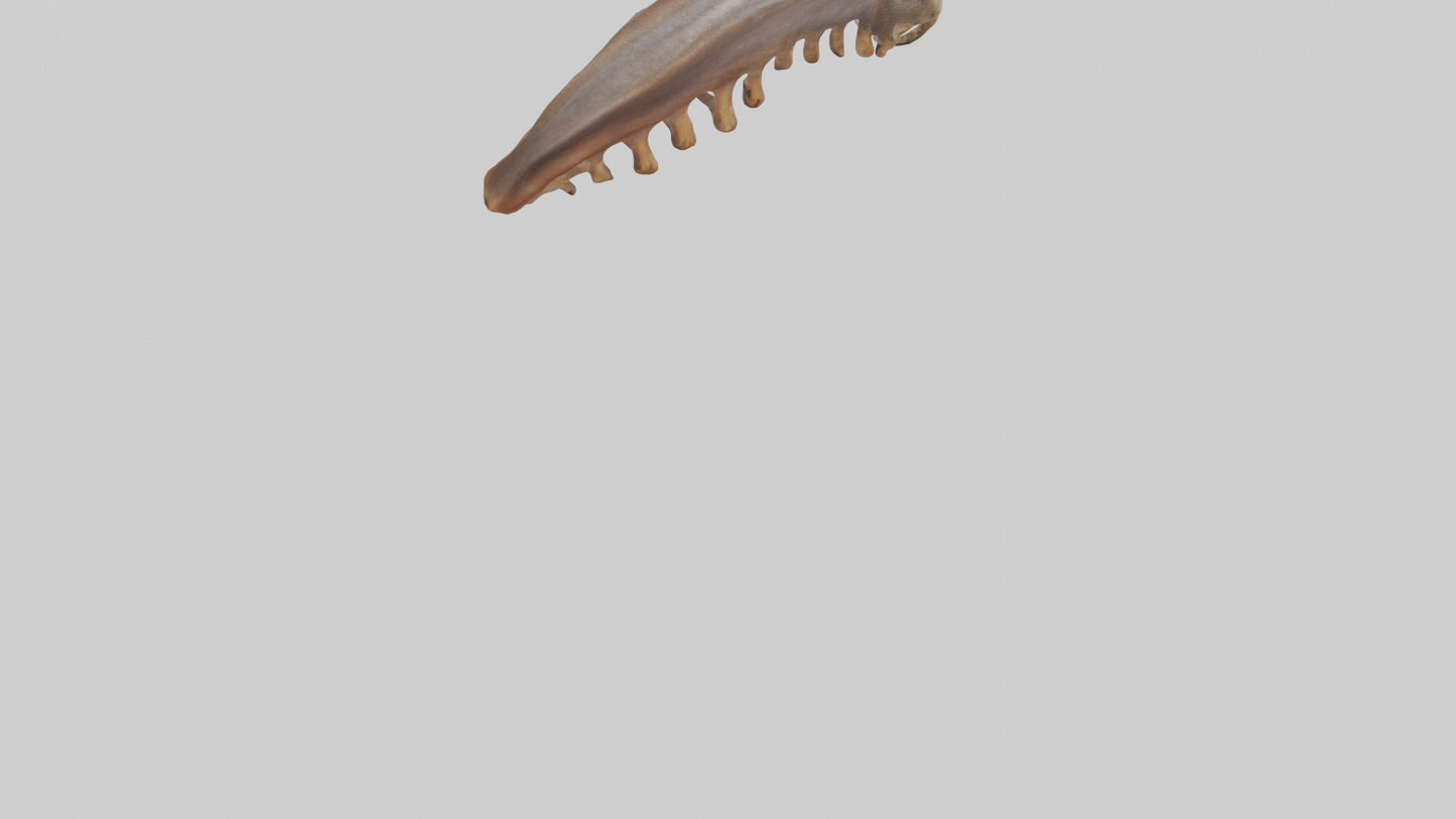Squirrel Rib 3D model