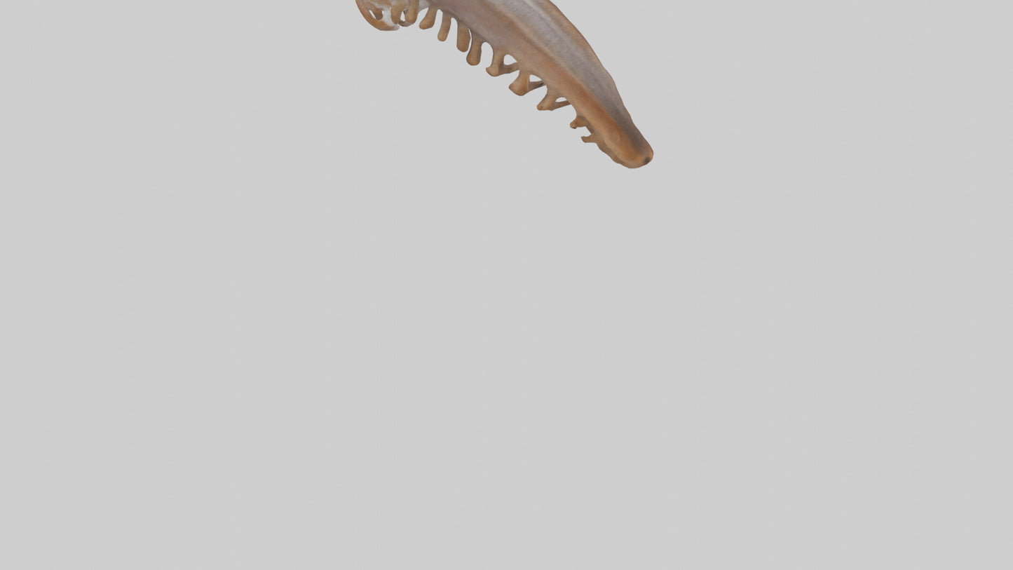 Squirrel Rib 3D model