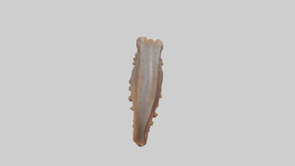 Squirrel Rib 3D model