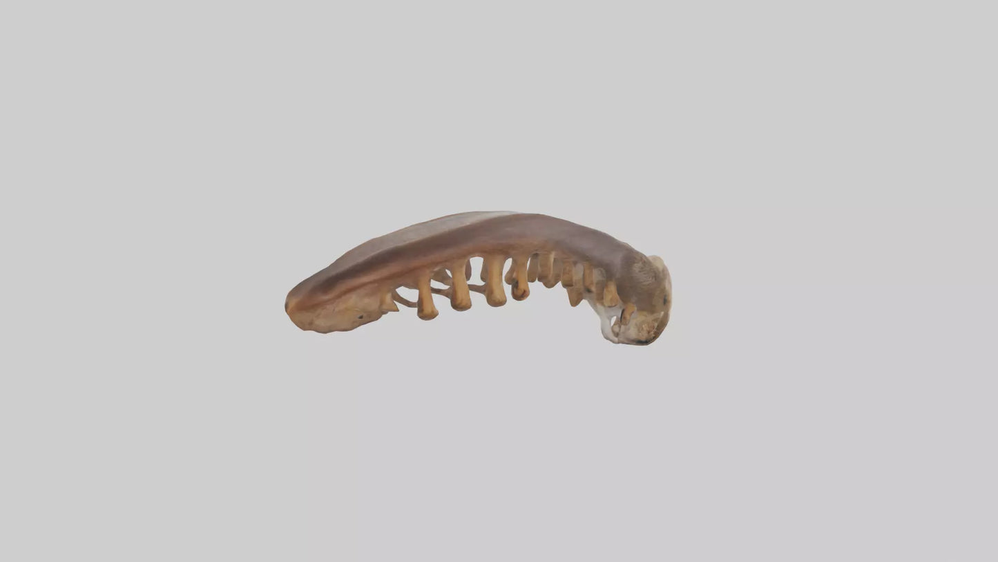 Squirrel Rib 3D model