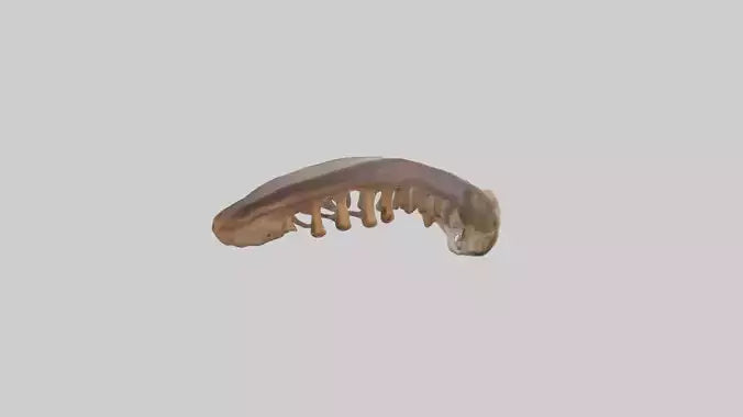 Squirrel Rib 3D model