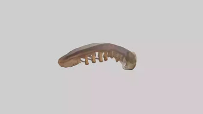 Squirrel Rib 3D model