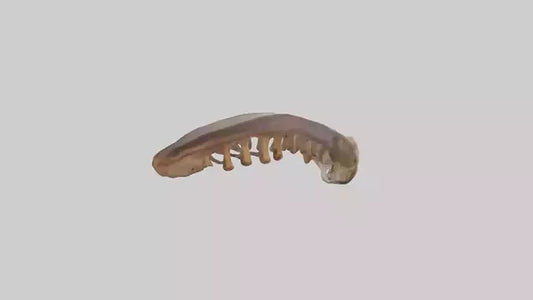 Squirrel Rib 3D model